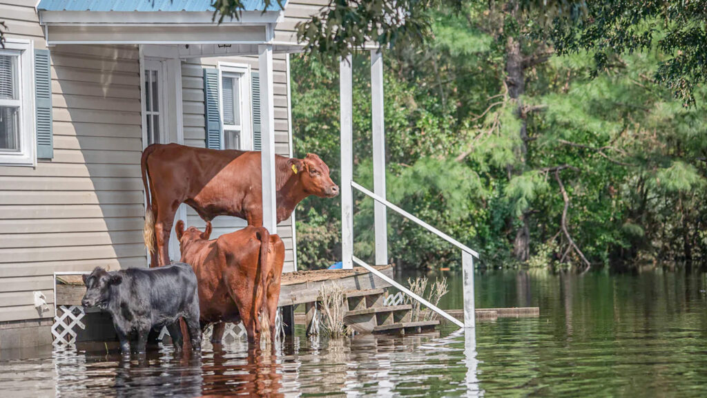 Too much water for a crawl space