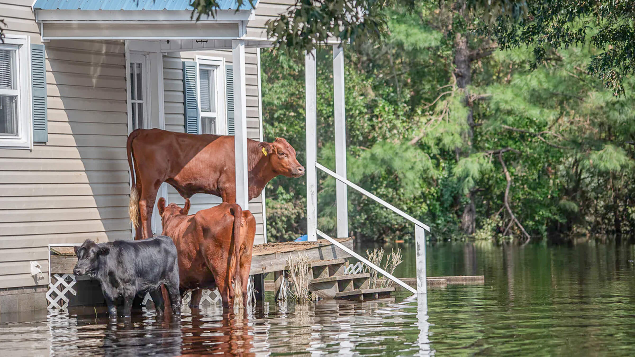 Too much water for a crawl space