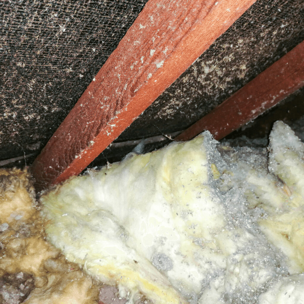 Photo of mold on attic sheathing