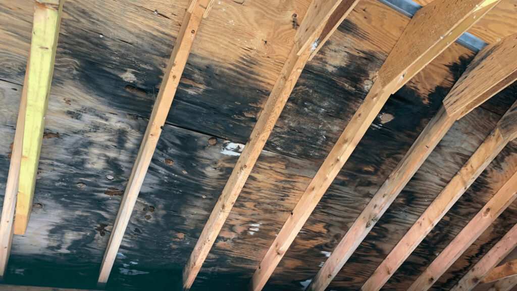 Photo of black attic mold