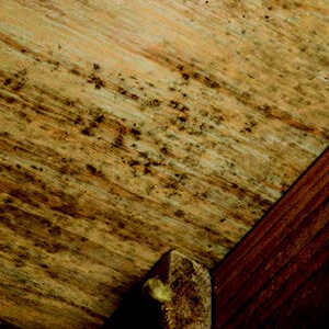 ATMOX Picture of Mold Growth on Wood