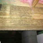 ATMOX Picture of Mold on Wood in a Crawl Space