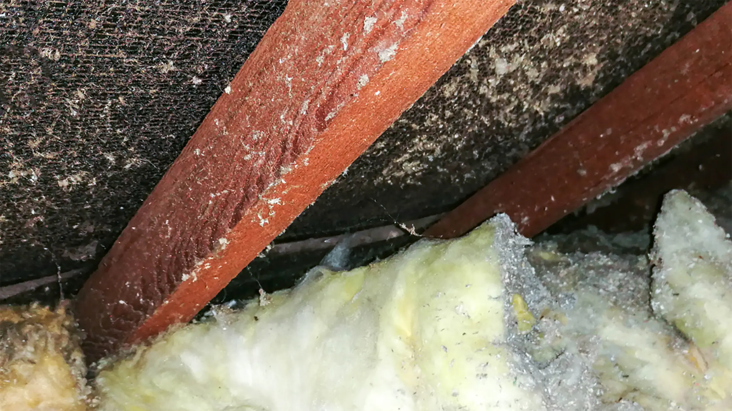 Picture of mold in the attic