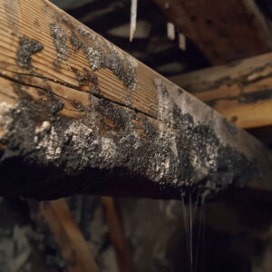 stop mold and mildew formation in your crawlspace