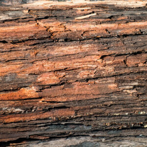 wood rot