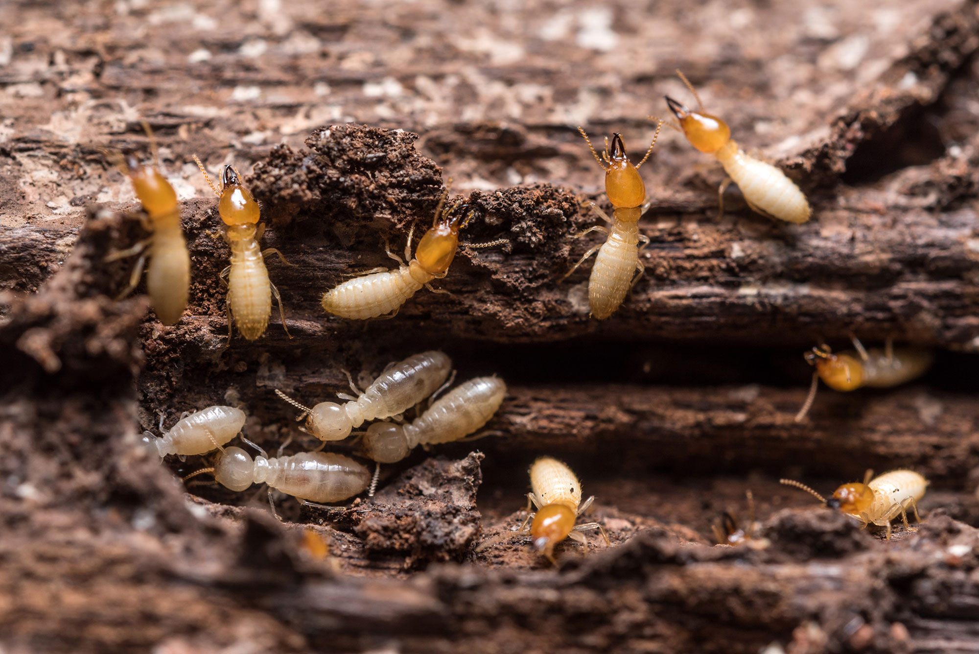 eliminate crawl space termites