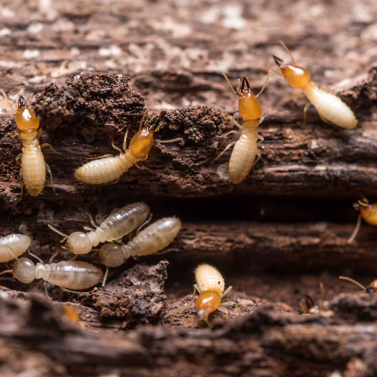 prevent pests in your home's wood